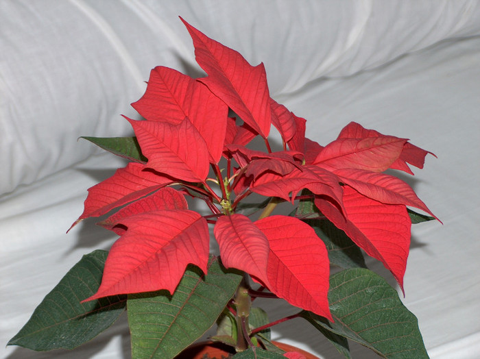 HPIM6064 - poinsettia