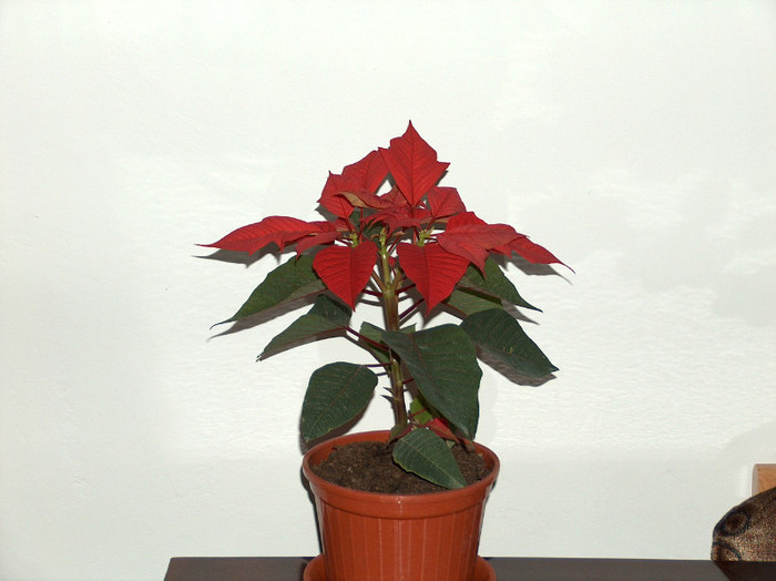 HPIM6056 - poinsettia