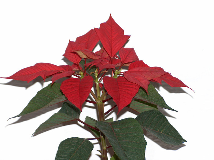 HPIM6057 - poinsettia