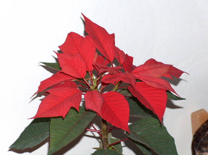 HPIM6060 - poinsettia