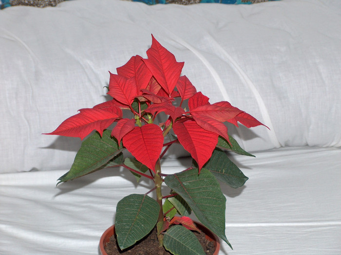 HPIM6063 - poinsettia