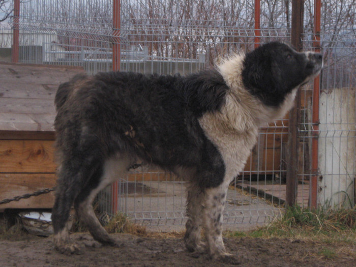 bujorel mascul 1,5ani