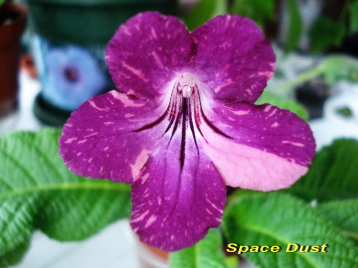 Space Dust (16-XII-2011) - Streptocarpusi