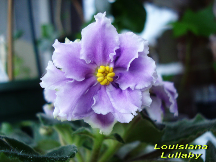 Louisiana Lullaby (13-XII-2011)