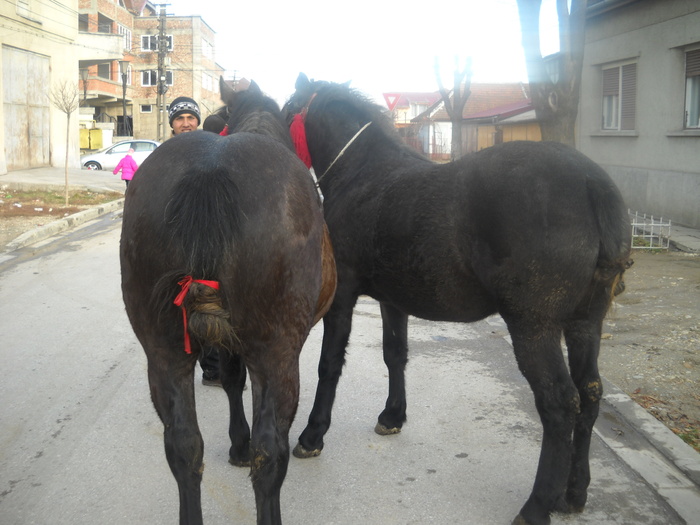 irina 590 de kg carian 560 de kg