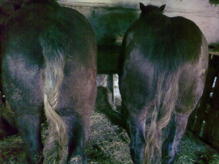 obosite dupa plimbare