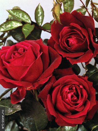 Poza_Trandafiri_Rosii_med - poze flori