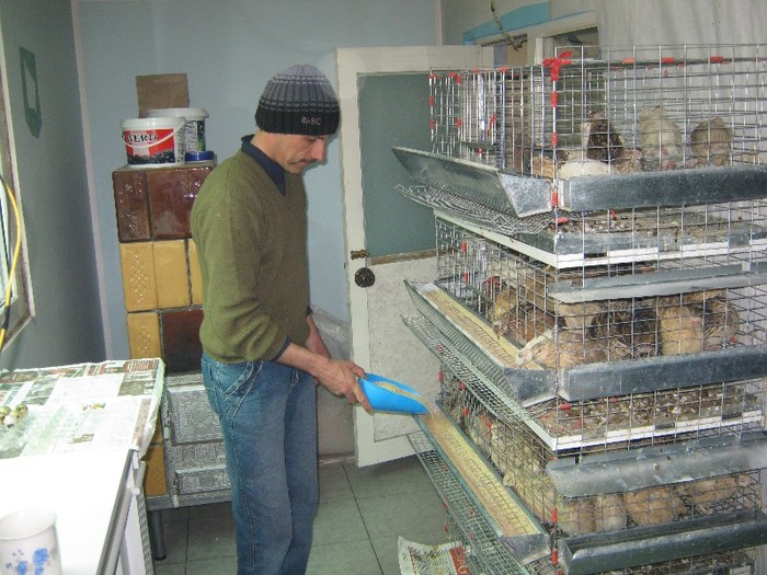 I-SI PRIMESC RATIA; 25-30 gr FURAJ CONSUM ZILNIC PE BUCATA
