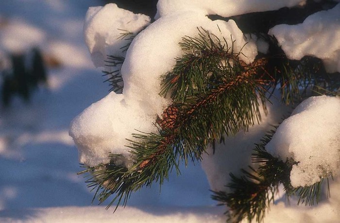 branch-snow_winter - iarna