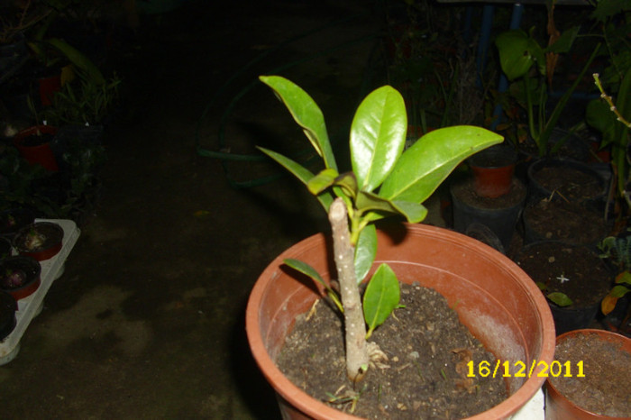 magnolie grandiflora2 - aa__achizitii 2011