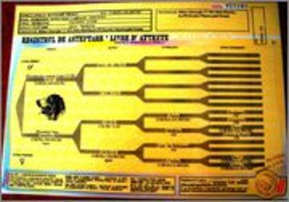 D_VUIA_DE_TROIAN pedigree - Metisi de carpatini