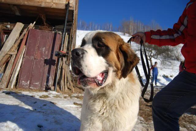 metis carpatin cu st bernard canisa de Valea Rece - Metisi de carpatini