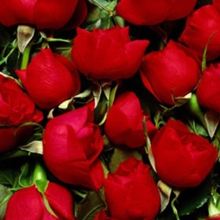 trandafiri-rosii-pentru-toate-fetele_5b71a6d8a65fc5 - poze flori