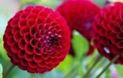 images (11) - poze flori
