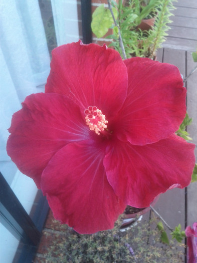 14.12.11 - Hibiscus 2011-2012