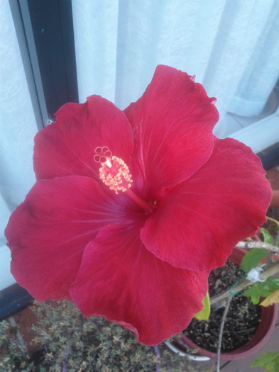  - Hibiscus 2011-2012