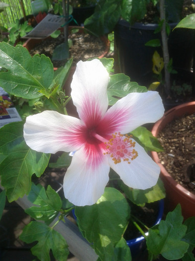 16.12.11 - Hibiscus 2011-2012