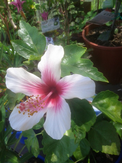  - Hibiscus 2011-2012