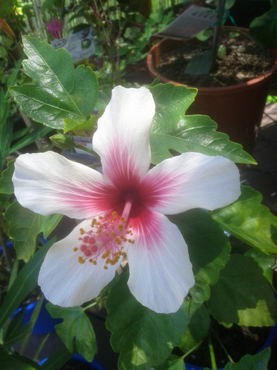  - Hibiscus 2011-2012