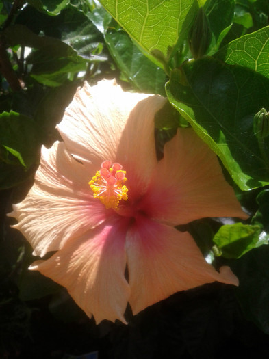 16.12.11 - Hibiscus 2011-2012