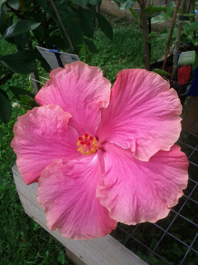 17.12.11 - Hibiscus 2011-2012