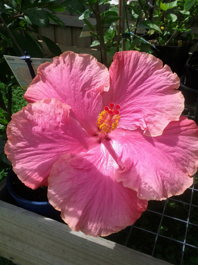  - Hibiscus 2011-2012