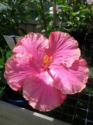  - Hibiscus 2011-2012
