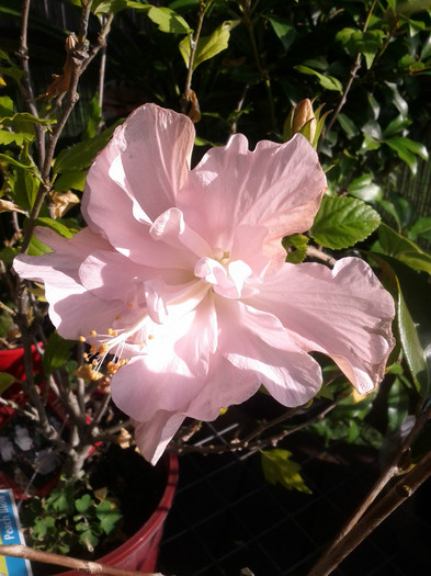 17.12.11 - Hibiscus 2011-2012