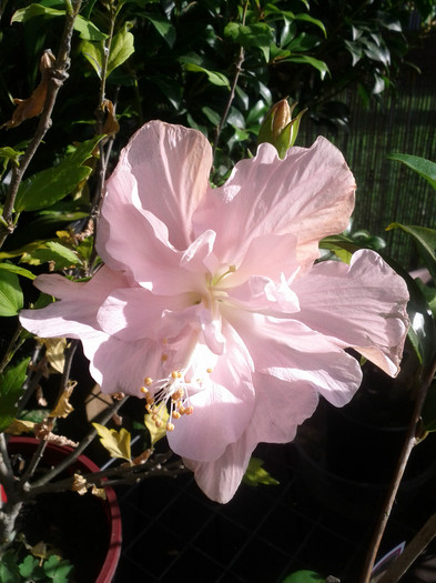  - Hibiscus 2011-2012
