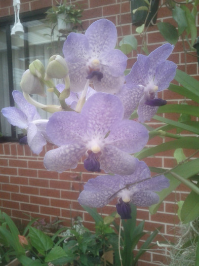  - Vanda