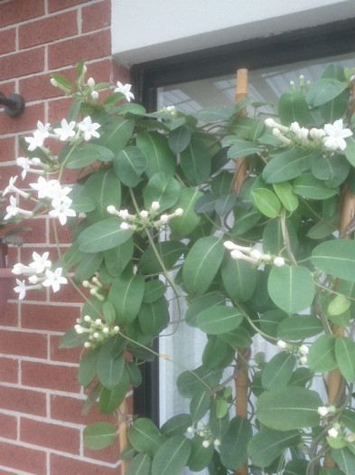 16.12.11 - Stephanotis floribunda