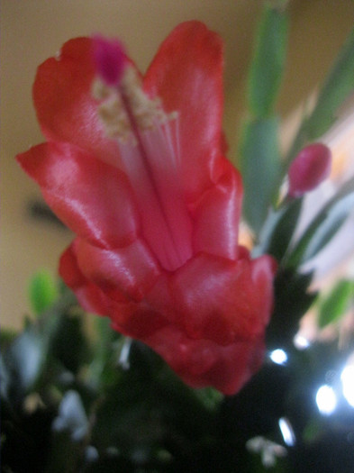  - Schlumbergera-11-12