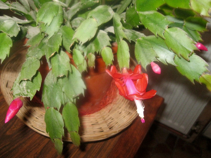  - Schlumbergera-11-12