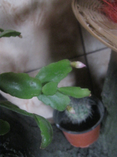 roz - Schlumbergera-11-12