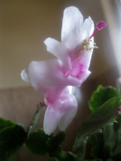 16.12.11 - Schlumbergera-11-12