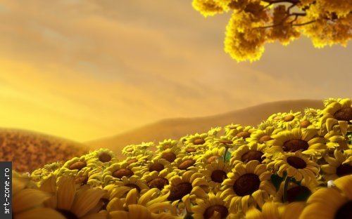 floarea_soarelui_wallpaper_med - poze frumoase