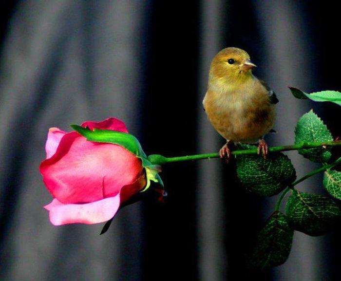 382738_288017257902491_159666184070933_792098_1837696513_n - poze frumoase