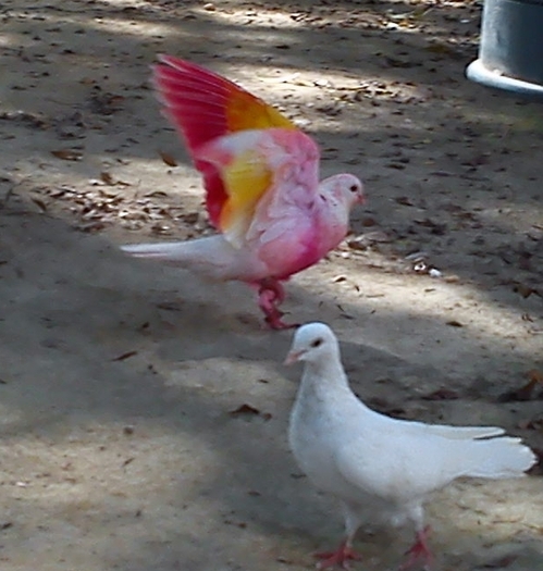 porumbel-roz - poze frumoase