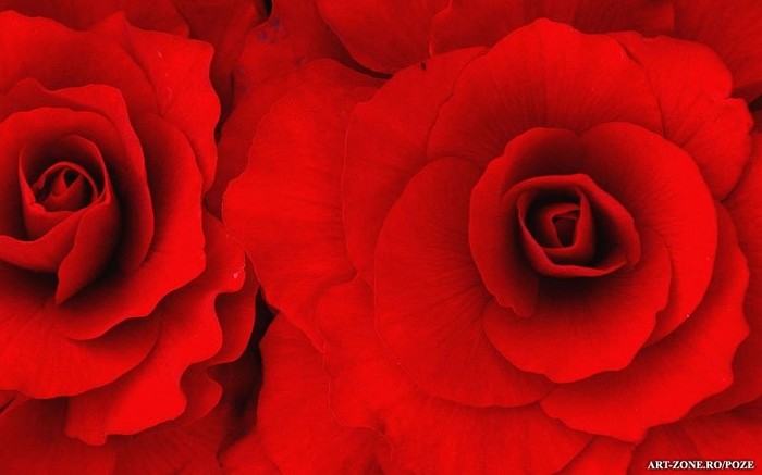 Trandafiri_Rosii_big - cadou de craciun pentru andreea16