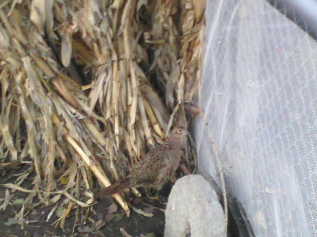 P16-12-11_16.17[3]