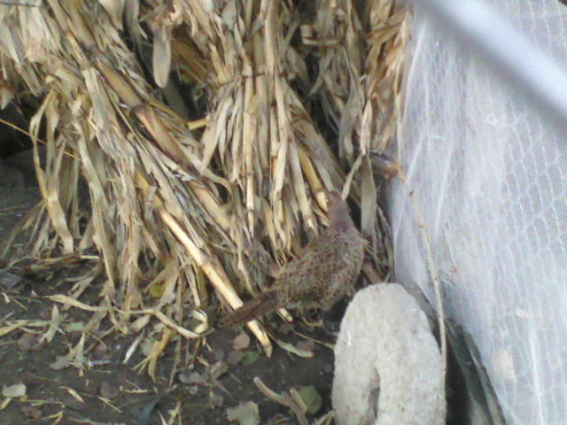 P16-12-11_16.17[4]