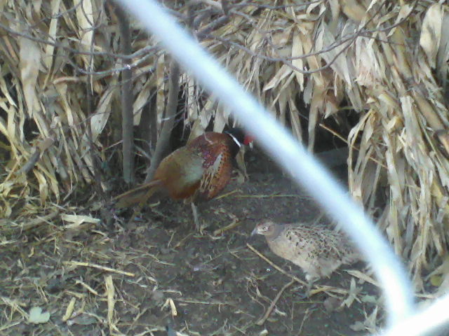 P16-12-11_16.17[6]