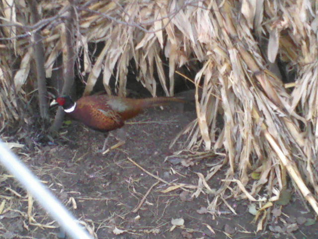 P16-12-11_16.18[6]