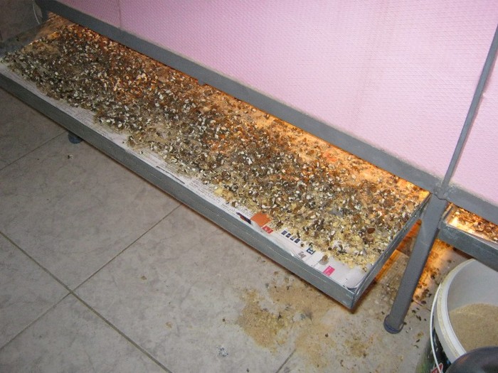 GAINATUL  SE POATE COLECTA SI VALORIFICA