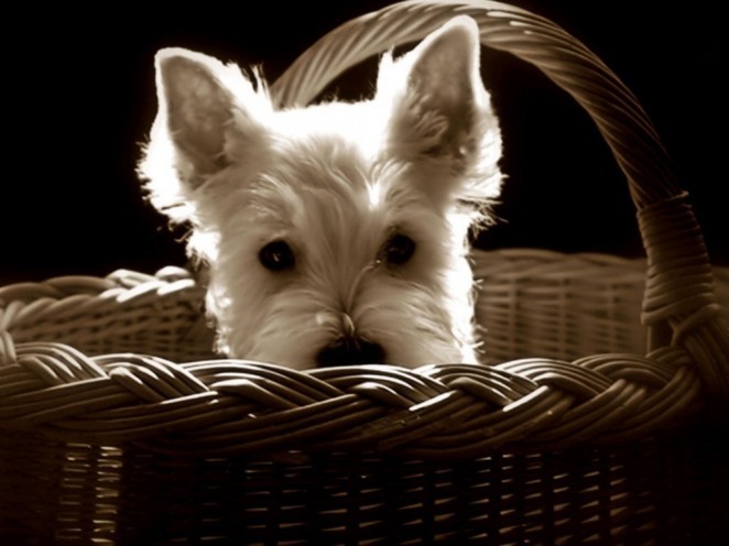 catei037-662x496 - cei mai frumosi catei