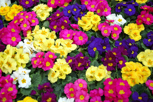 104617397_f27b7f8176 - poze flori