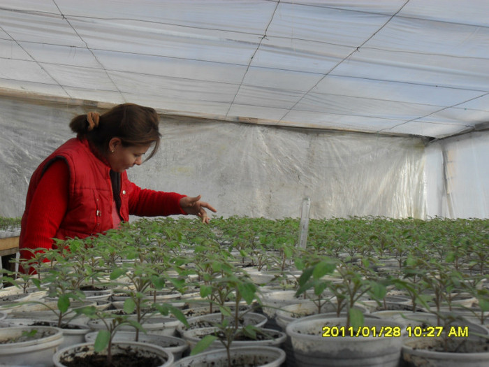 SDC11379 - solarii legume 2011