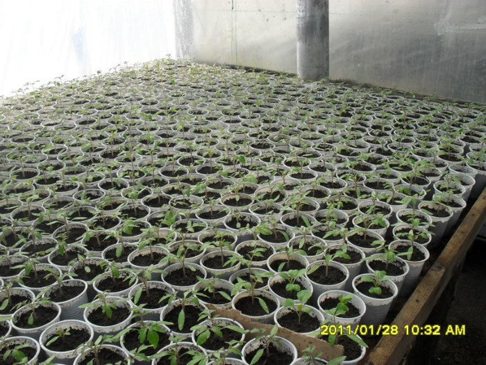 SDC11405 - solarii legume 2011
