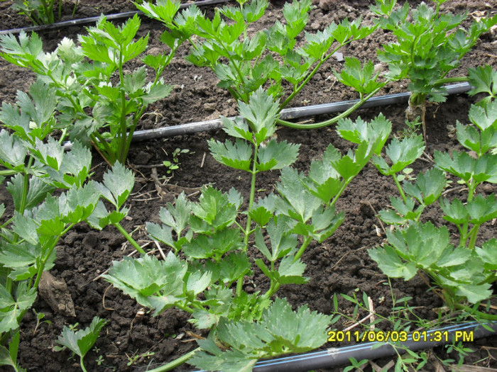 SDC11651 - solarii legume 2011
