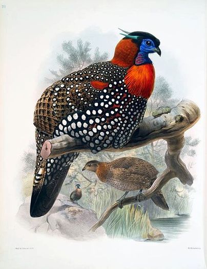 461px-WestTragopan